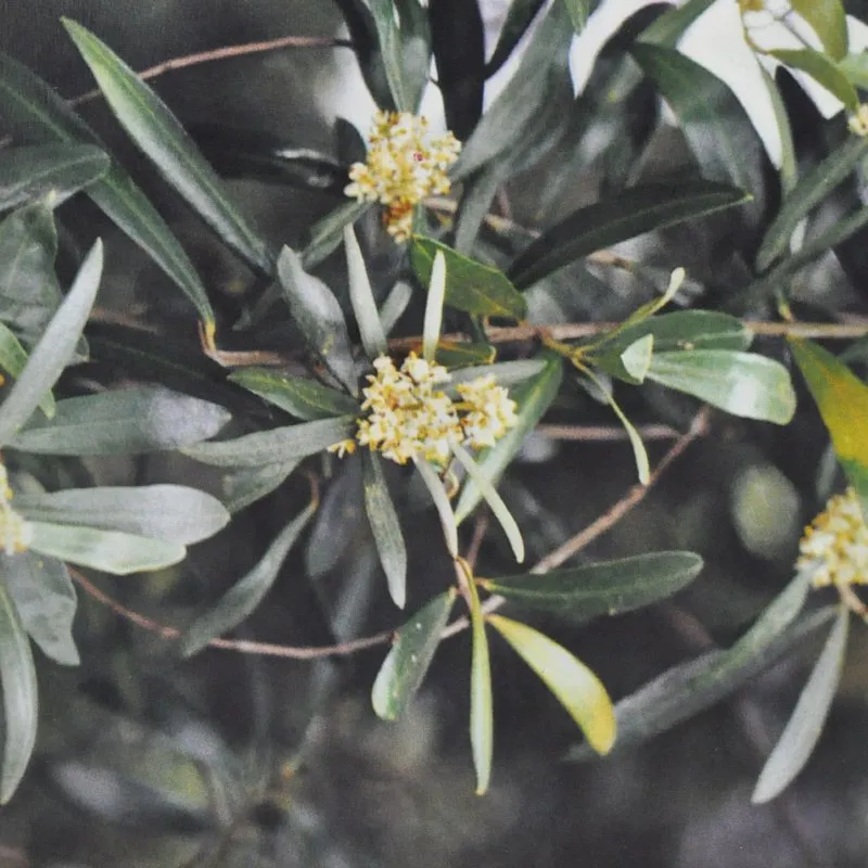 Olive Bach Flower Remedy 10ml